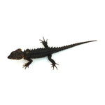 Red-eyed Crocodile Skink