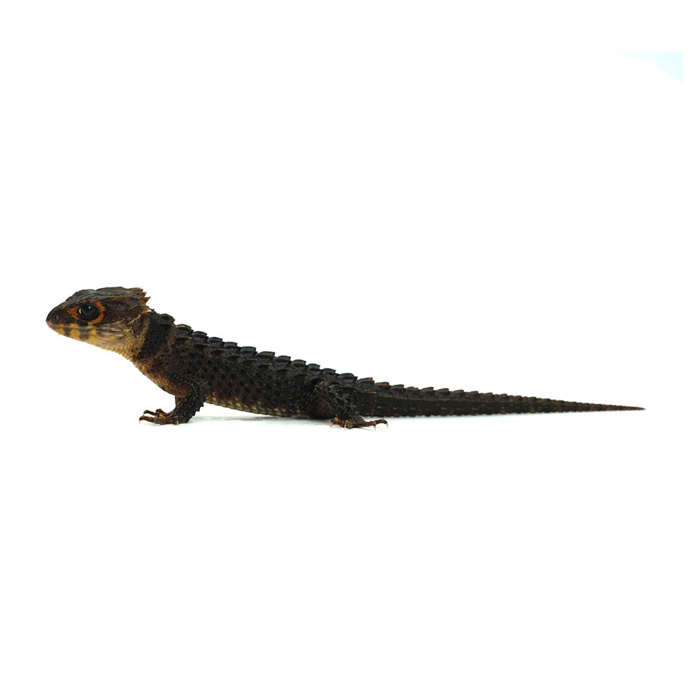 Red-eyed Crocodile Skink