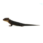 Red-eyed Crocodile Skink