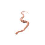 Albino Corn Snake
