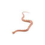 Albino Corn Snake