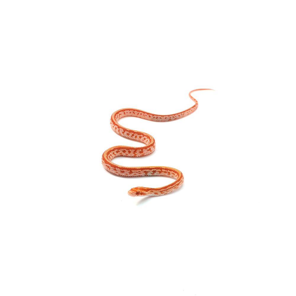 Albino Tessera Corn Snake