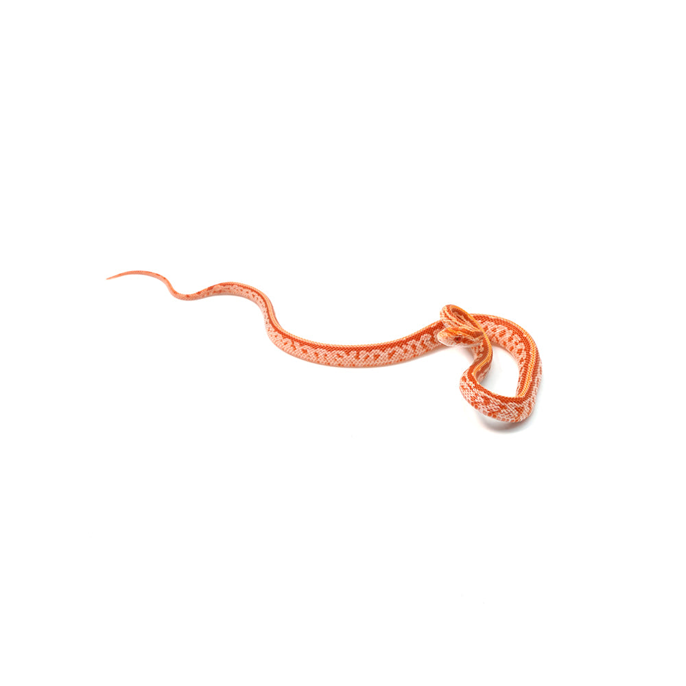 Albino Tessera Corn Snake