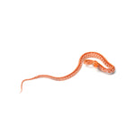 Albino Tessera Corn Snake