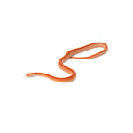Albino Tessera Corn Snake