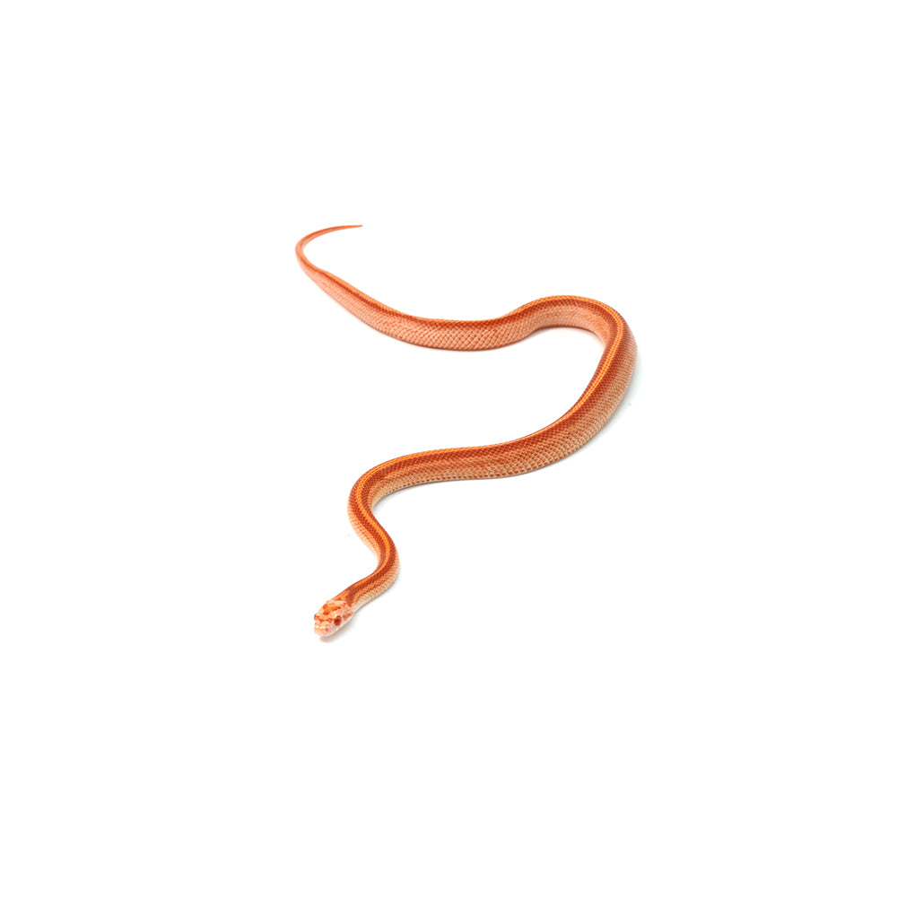 Albino Tessera Corn Snake