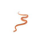 Albino Tessera Corn Snake