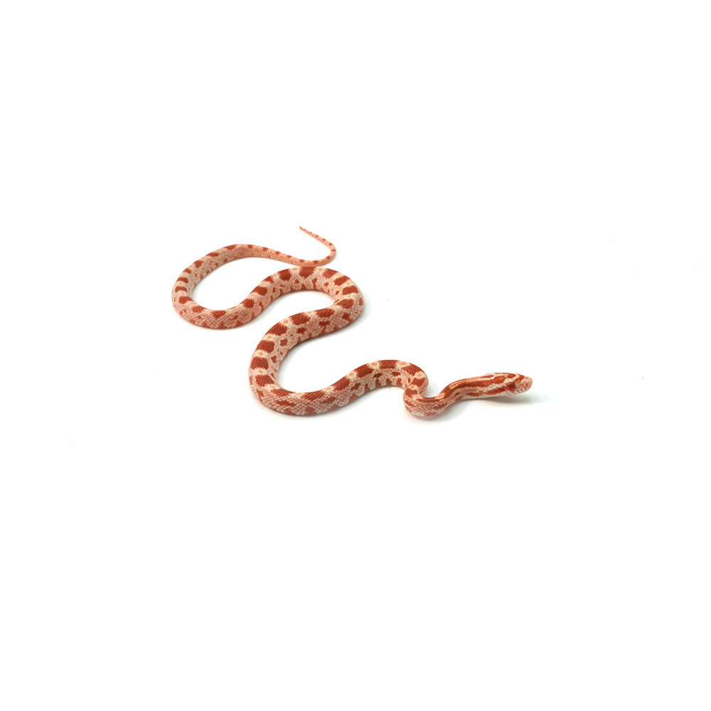 Albino Corn Snake