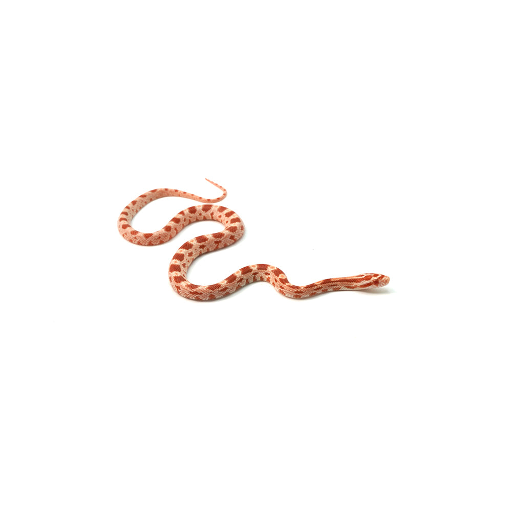 Albino Corn Snake