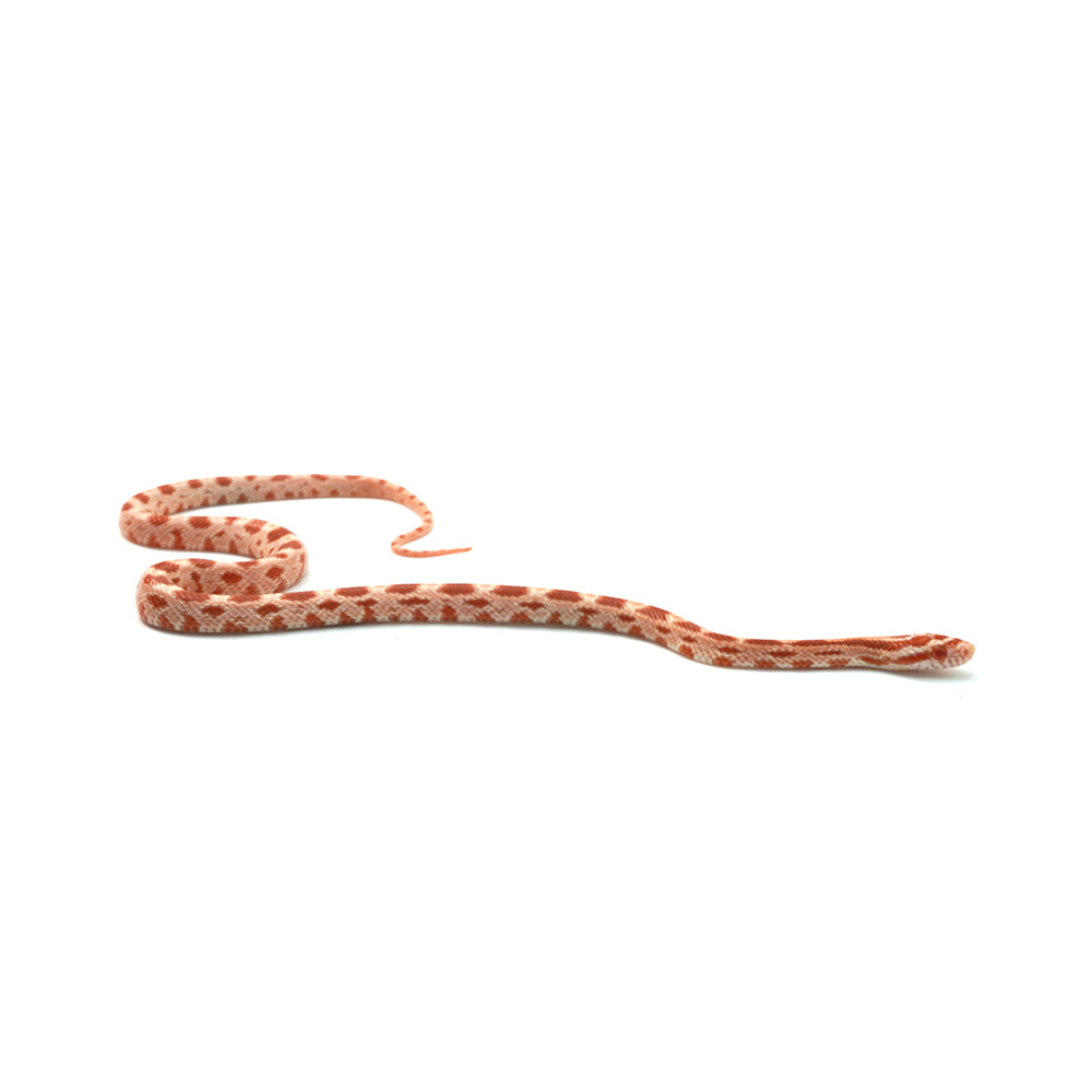 Albino Corn Snake