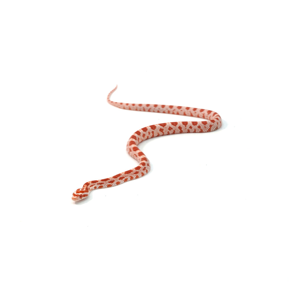 Candy Cane Corn Snake