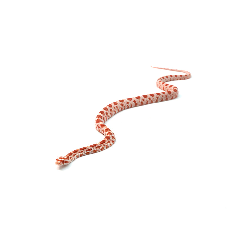 Candy Cane Corn Snake