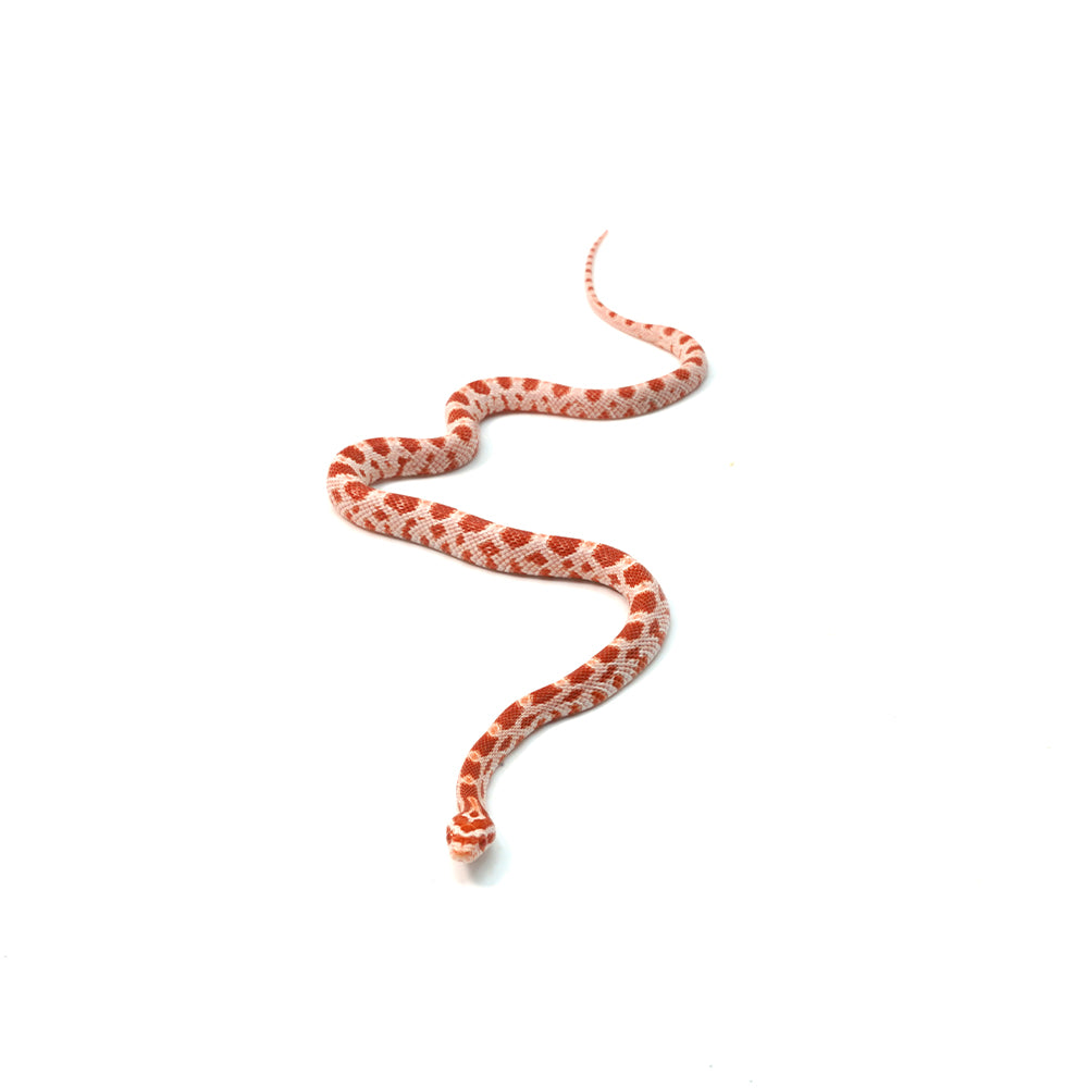 Candy Cane Corn Snake