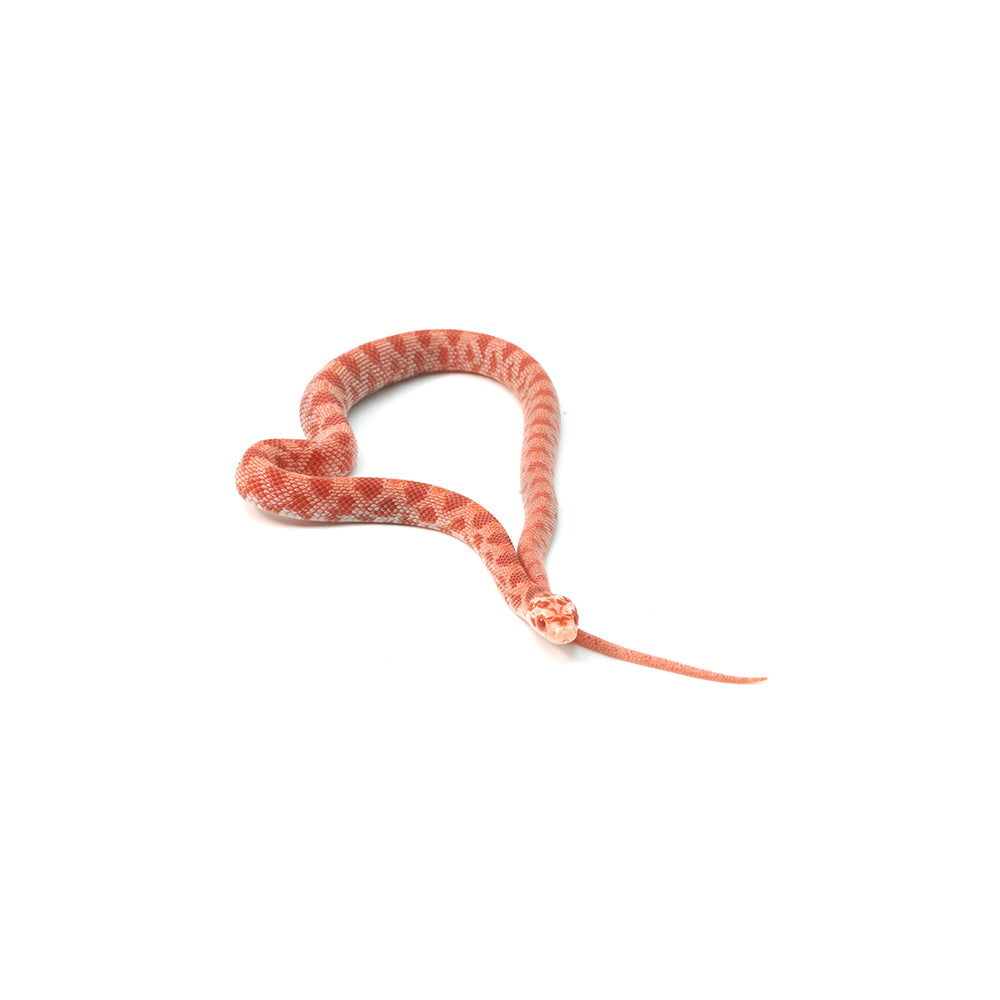 Candy Cane Corn Snake