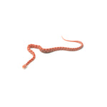 Candy Cane Corn Snake