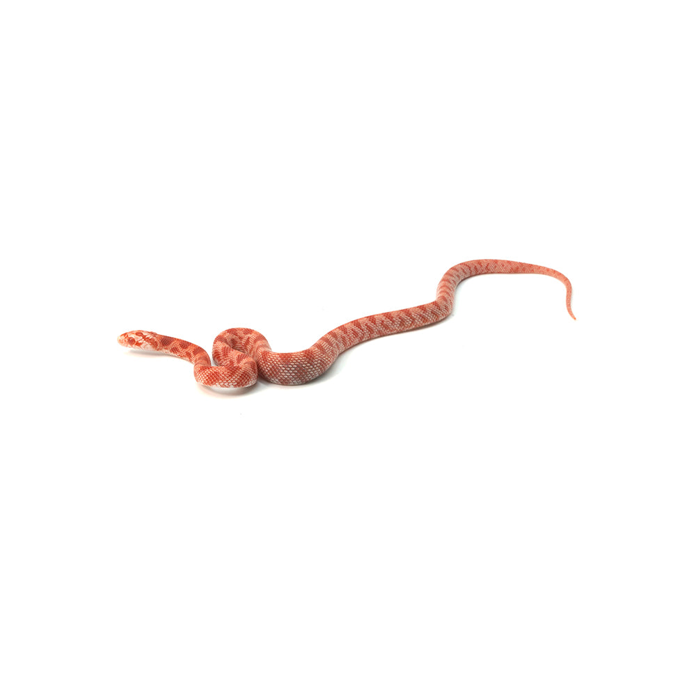Candy Cane Corn Snake