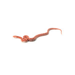 Candy Cane Corn Snake