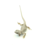 Bearded Dragon Zero