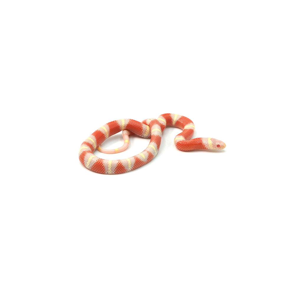 Albino Nelson Milk Snake