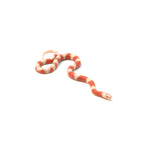 Albino Nelson Milk Snake