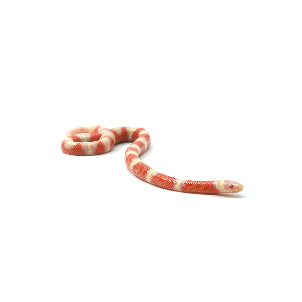 Albino Nelson Milk Snake