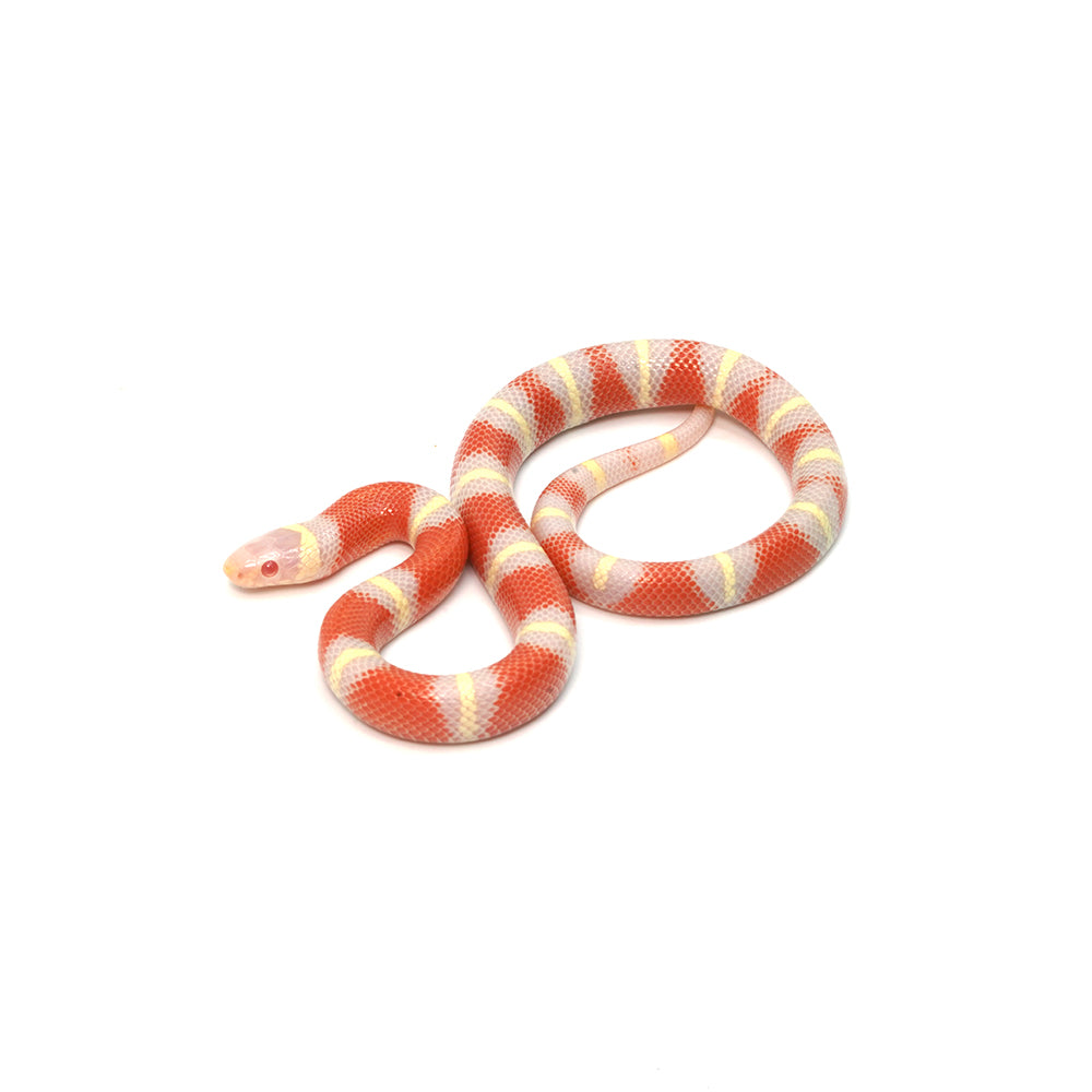 Albino Nelson Milk Snake