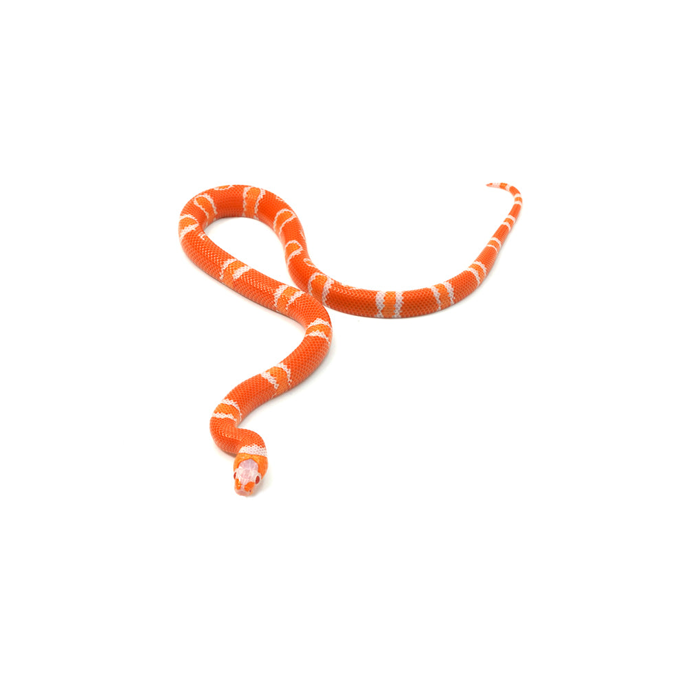 Albino Tangerine Honduran Milk Snake