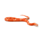 Albino Tangerine Honduran Milk Snake