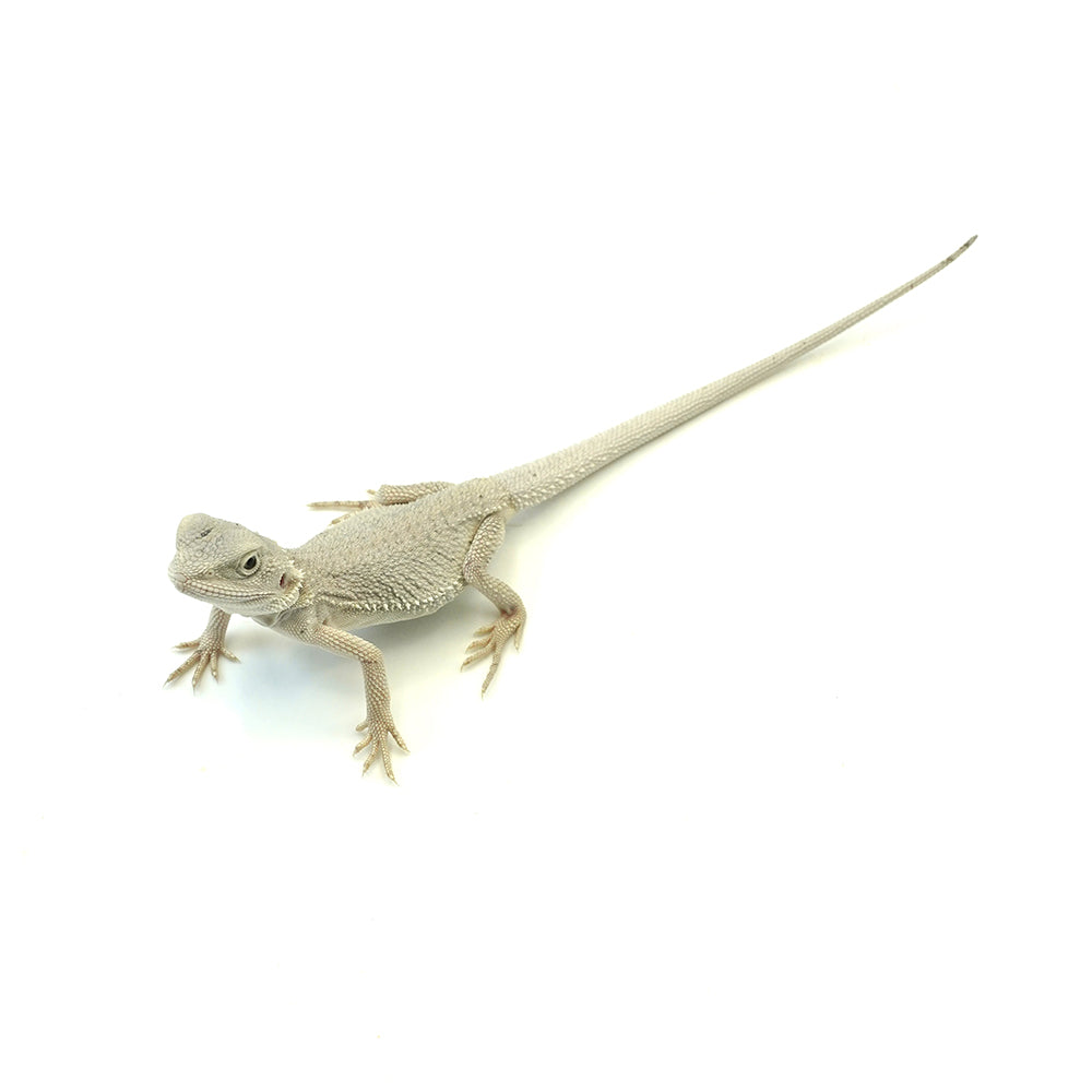 Bearded Dragon Zero