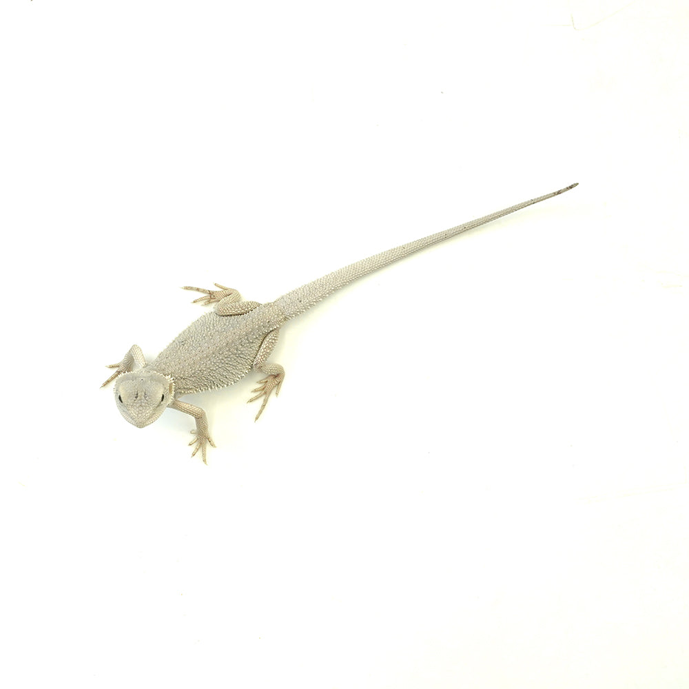 Bearded Dragon Zero