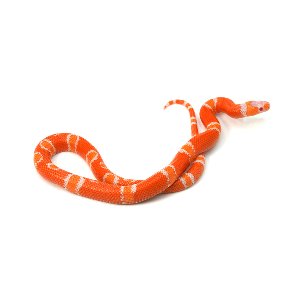 Albino Tangerine Honduran Milk Snake