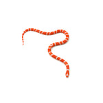 Albino Tangerine Honduran Milk Snake