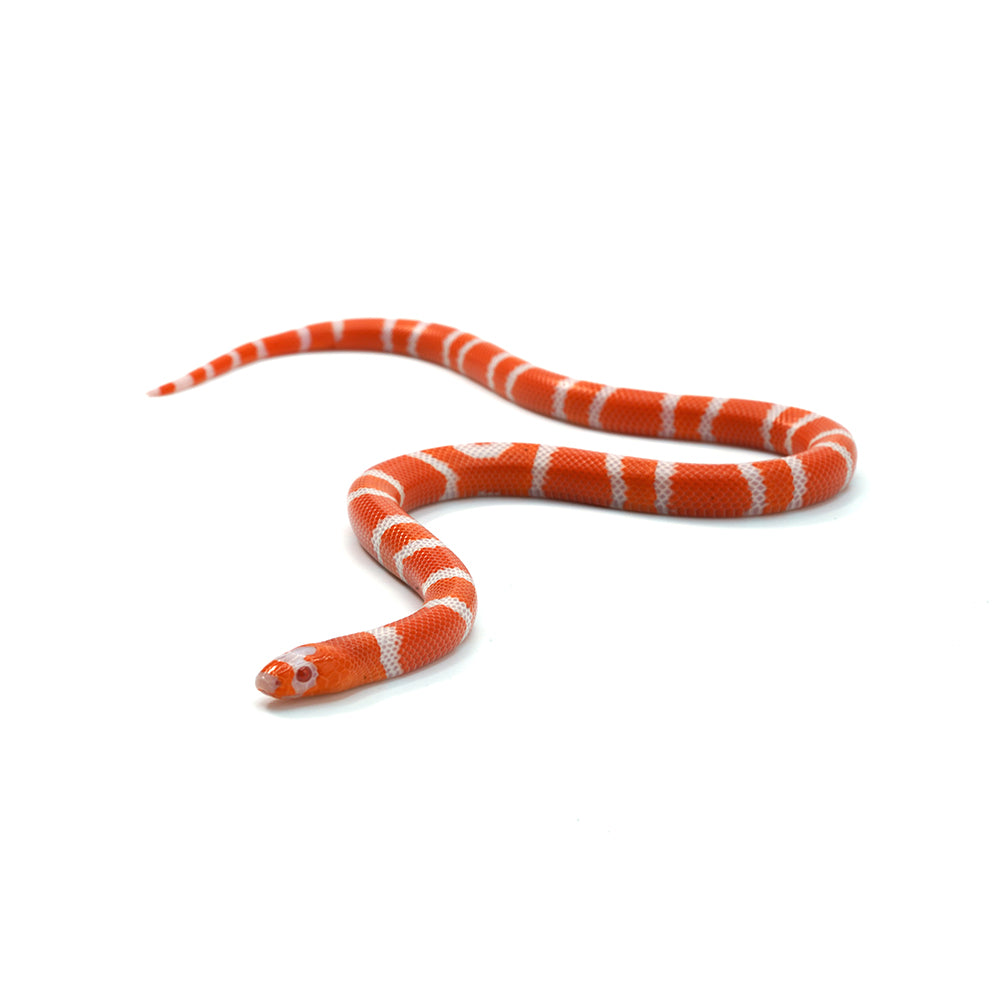 Albino Tangerine Honduran Milk Snake