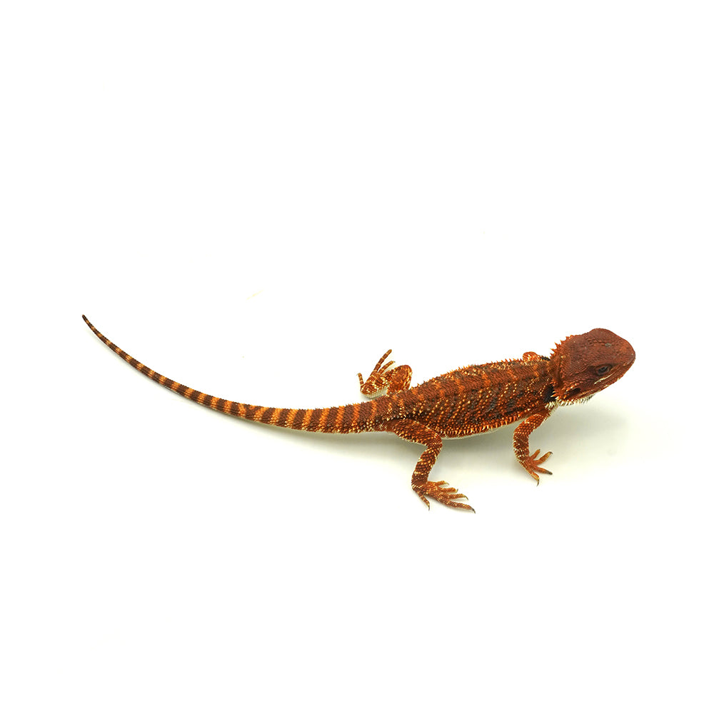 Bearded Dragon Dark Red