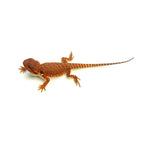 Bearded Dragon Dark Red