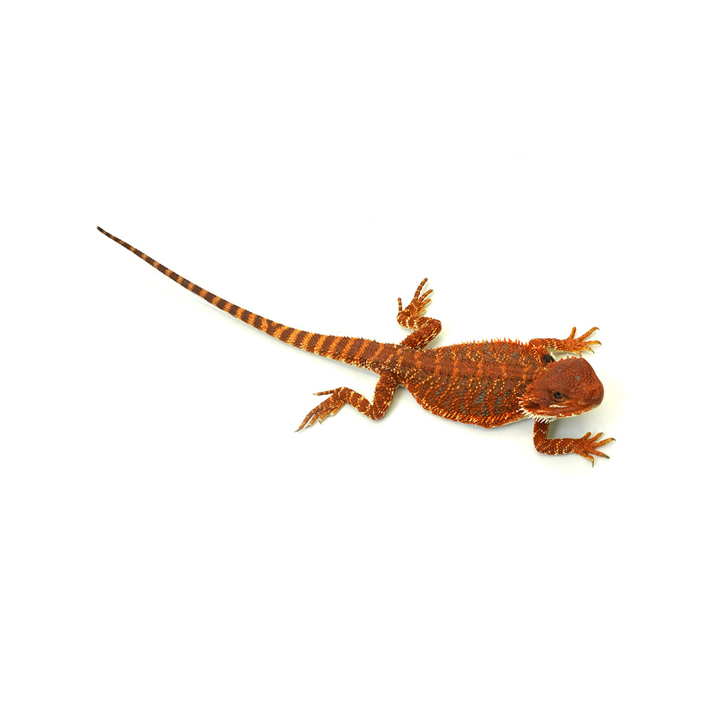 Bearded Dragon Dark Red
