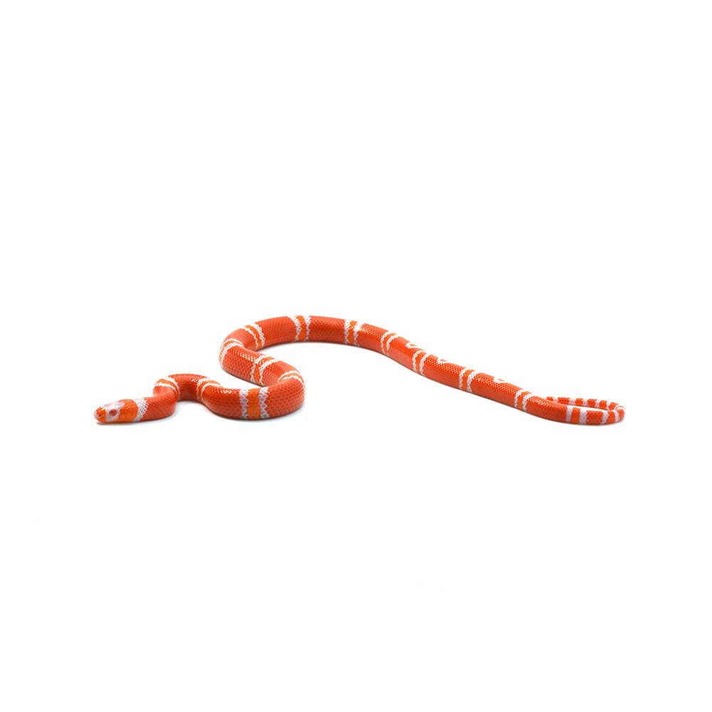 Albino Tangerine Honduran Milk Snake