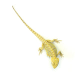Bearded Dragon Citrus