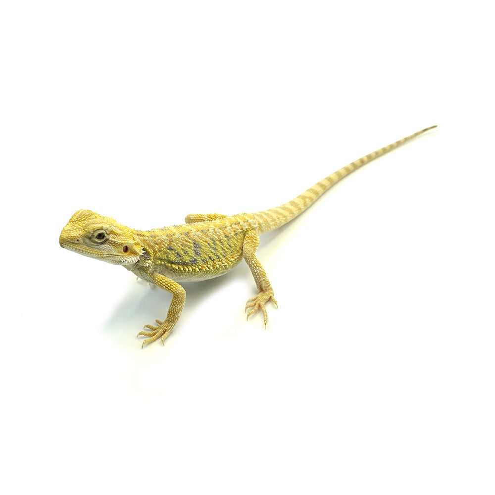 Bearded Dragon Citrus