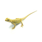 Bearded Dragon Citrus