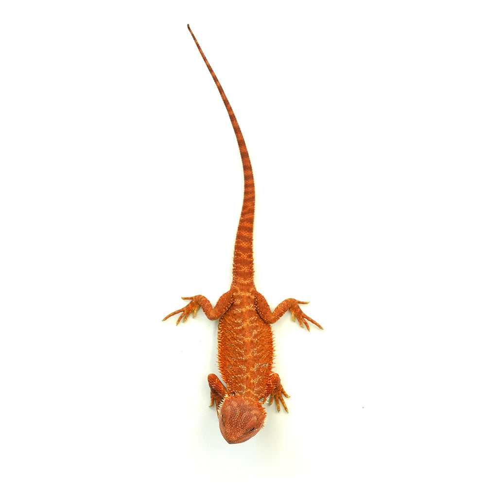 Bearded Dragon Red