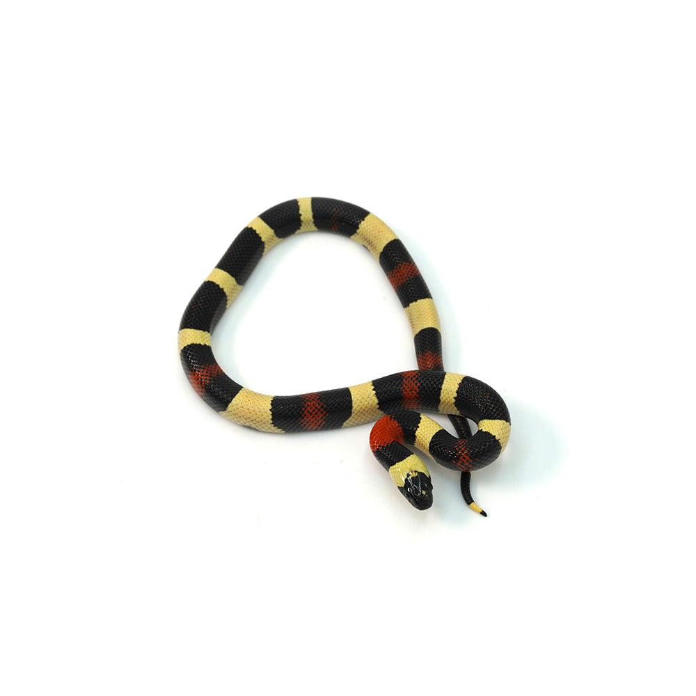 Pueblan Milk Snake