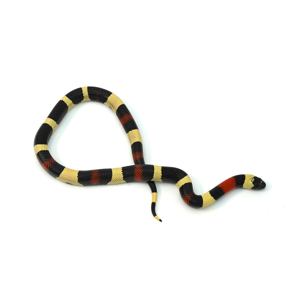 Pueblan Milk Snake