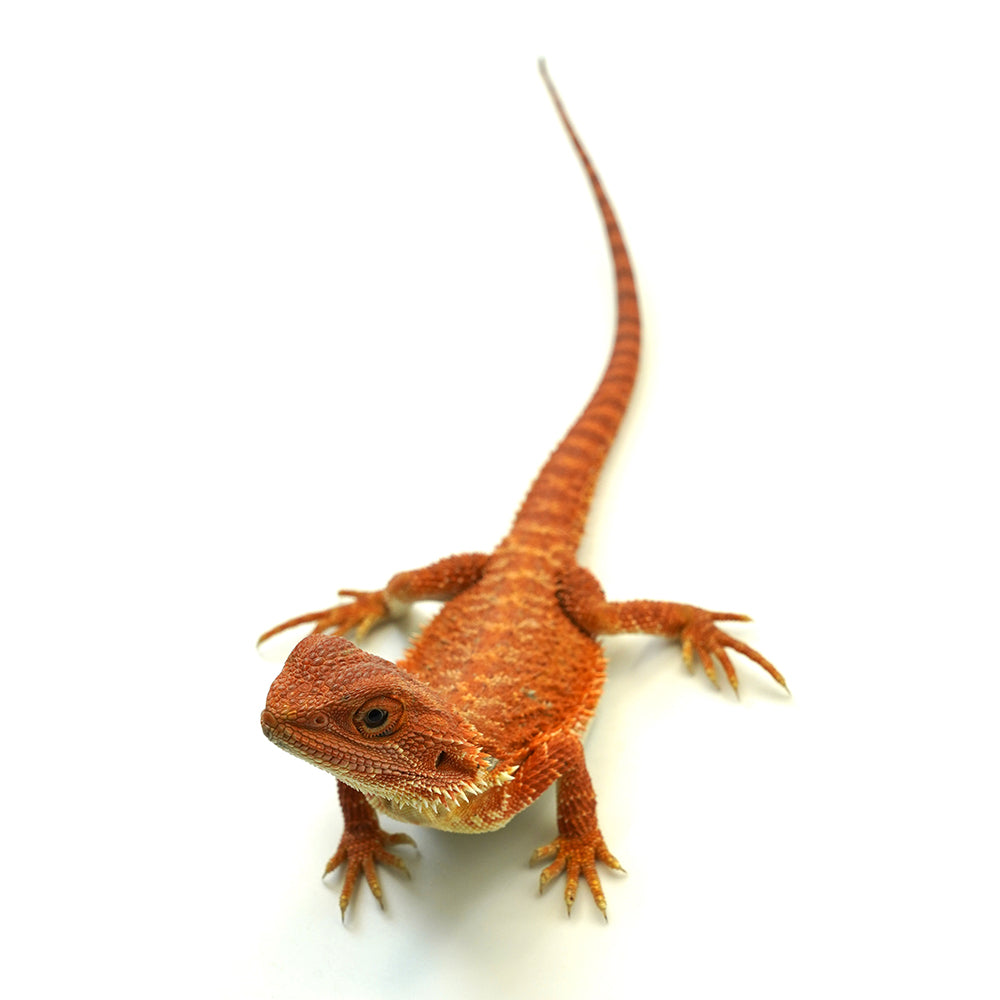 Bearded Dragon Red