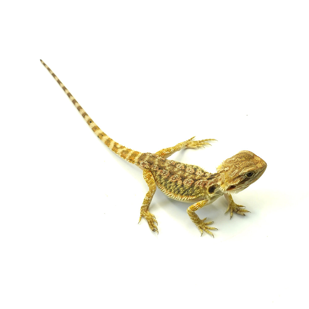 Bearded Dragon Normal