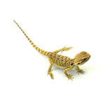Bearded Dragon Normal