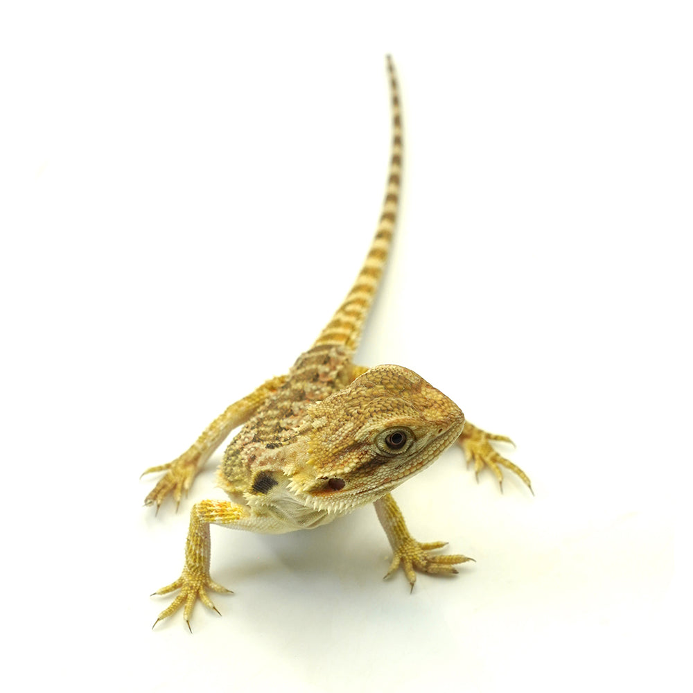 Bearded Dragon Normal