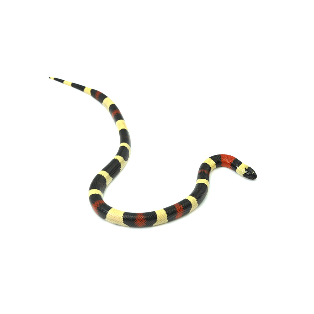 Pueblan Milk Snake