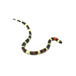 Pueblan Milk Snake