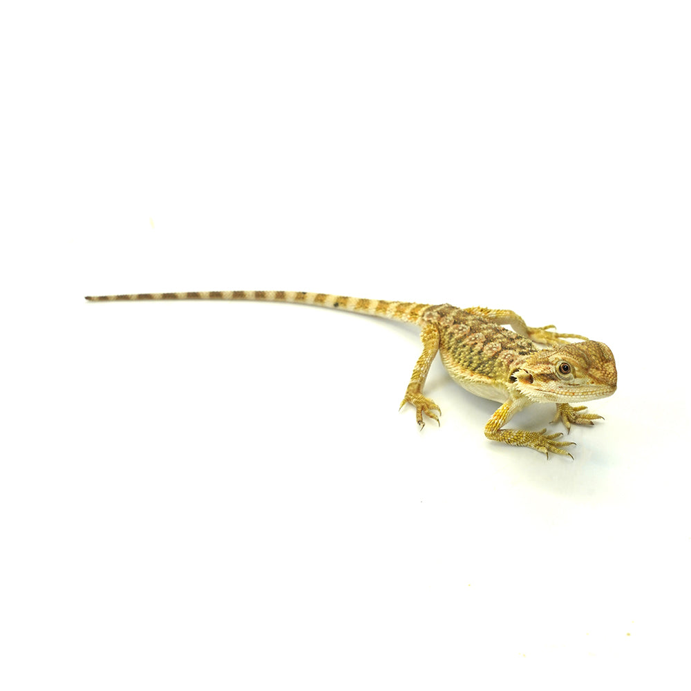 Bearded Dragon Normal